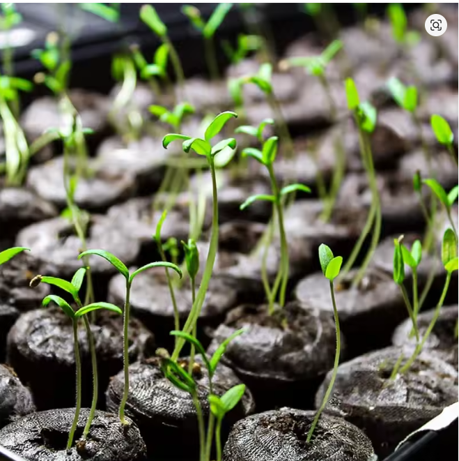 50/10x Peat Pellets Seed Starting Plugs Pallet Seedling Soil Block