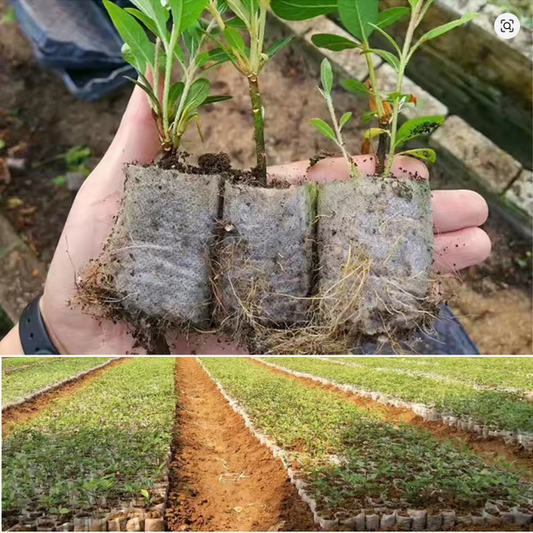 100-500Pcs Biodegradable Nursery Bag Plant Grow Bags